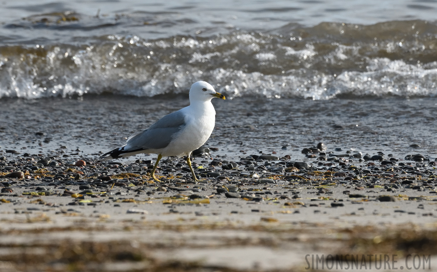Larus delawarensis [400 mm, 1/4000 sec at f / 8.0, ISO 1600]